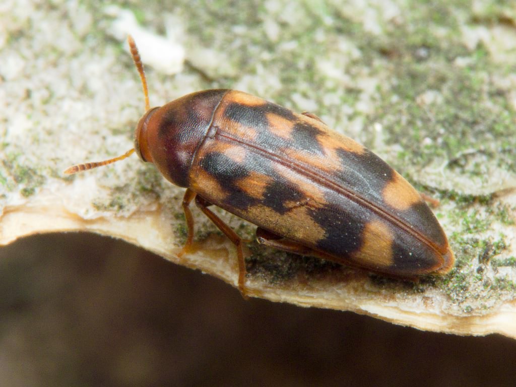 Orchesia undulata Kraatz, 1853